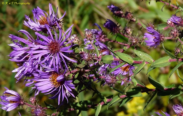 {Symphyotrichum novae-angliae}